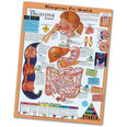 Laminated Chart - The Digestive System