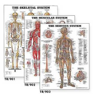 Set of 15 Laminated Anatomical Charts