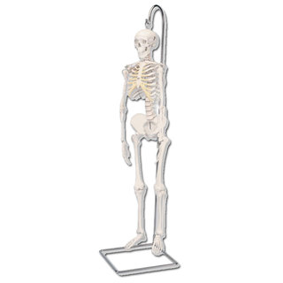 Human Skeleton Minature Model
