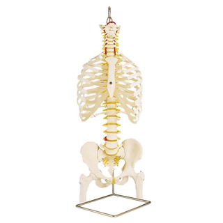 Medical Quality Flexible Spine & Rib Cage