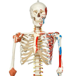 Sam Skeleton Model with Muscles and Ligaments