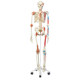 Sam Skeleton Model with Muscles and Ligaments