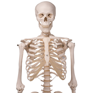 STAN the Human Skeleton - Life Size