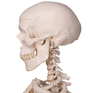 STAN the Human Skeleton - Life Size