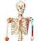 Sam Skeleton Model with Muscles and Ligaments thumbnail