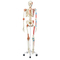 Sam Skeleton Model with Muscles and Ligaments thumbnail