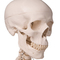 STAN the Human Skeleton - Life Size thumbnail