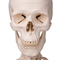 STAN the Human Skeleton - Life Size thumbnail
