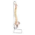 Flexible Spinal Column & Pelvis with Stand